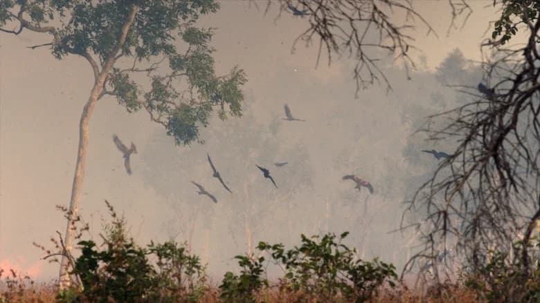 Um Ano Selvagem na Terra